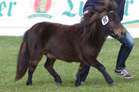 StPrSt. RUBY OF NORTHSTAR (Shet) v. Kilcummer Golden Breeze (Stefan & Gesine Schumann, Vellahn).